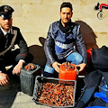 Pesca illegale in Costiera: trovato con 40 kg di datteri in auto, denunciato 45enne pescivendolo di Castellammare [FOTO]