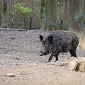 Peste suina, riscontrato caso in un cinghiale morto in Piemonte