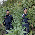 Piantagione di marijuana scoperta a Tramonti [FOTO]