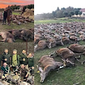 Portogallo. Cacciatori spagnoli massacrano 540 animali tra cervi e cinghiali /Foto