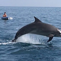 Positano: la capriola del delfino affascina i clienti del "San Pietro" 