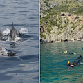 Punta Campanella, 20 giugno un "bioblitz" per avvistare delfini e posidonia