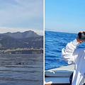 Punta Campanella, a novembre il corso gratuito per "Dolphin watching" / COME PARTECIPARE 