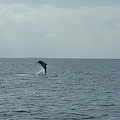 Punta Campanella, parte il corso "Dolphin watching": stamattina uscita in barca con avvistamento di branco di delfini 