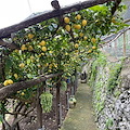 Quale futuro per la promozione del Sentiero dei limoni? Se ne parla il 4 aprile a Minori