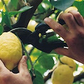 Raccolta limoni Costa d'Amalfi: siccità causa danni per circa 2 milioni 