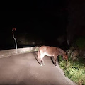 Ravello, asino vagante nella notte sulla strada per Castiglione [FOTO]