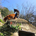 Ravello, Enza Dipino aveva altri due cani. Stanno morendo /FOTO