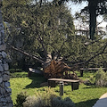 Ravello: giardini Monsignore chiusi, albero abbattuto non ancora rimosso [FOTO]