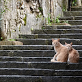 Ravello, troppi gatti randagi: si intervenga con sterilizzazione