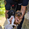 Rinchiusi in un sacco e gettati come spazzatura a Minori: due cuccioli di cane cercano casa