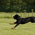 Sala Consilina, giovane donna azzannata da tre rottweiler