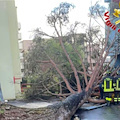 Salerno, dimesso dal 'Ruggi' l'ultimo studente ferito dalla caduta di un albero all'Università 