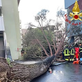 Salerno, dimesso dal "Ruggi" lo studente ferito dopo il crollo dell'albero all'Università 