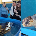 Salvaguardia delle tartarughe marine: incontro formativo con pescatori, Area Punta Campanella e la Dorhn 