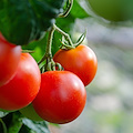 Sentenza storica in Campania: produttore condannato a sei mesi per aver messo a dimora piante di pomodoro San Marzano protette