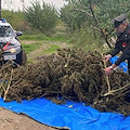 Sessa Aurunca, agricoltori sorpresi a coltivare marijuana tra gli alberi di pesche 