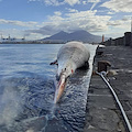 Sono in corso le analisi necroscopiche della balenottera sorrentina: è la più grande mai registrata nel Mediterraneo