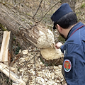 Soppressione illegale di un bosco: denunciata la proprietaria di un terreno a Santo Stefano del Sole