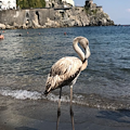 Sorpresa ad Amalfi: c’è un fenicottero sulla spiaggia [FOTO]