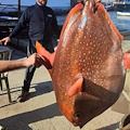 Sorpresa nelle acque di Procida, pescato un pesce re di oltre 40 kg 