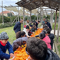 Sorrento, con lo "Spremuta Day" alunni a lezione di natura 