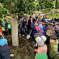 Sorrento, festa degli Alberi nei giardini di piazza Angelina Lauro: piantato un Ficus macrophylla