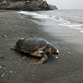 Tartaruga Caretta Caretta spiaggiata a Minori. Dalla bocca fuoriesce plastica [FOTO]