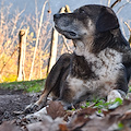 Tolleranza zero per chi abbandona gli animali: introdotte pene severe nel Codice della Strada