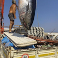 Tonno Record da 200 KG