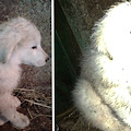 Tramonti, cucciole di maremmano abbandonate sulle colline e salvate da un pastore: adesso cercano casa