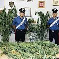 Tramonti: scoperta piantagione di marijuana a 1000 metri d'altitudine [FOTO]