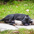 Un cane abbandonato si stringe ad un pupazzo in cerca di conforto