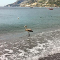 Un fenicottero sulla spiaggia di Maiori, curiosità tra i bagnanti /FOTO 