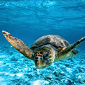 Un nuovo avvistamento di tartaruga Caretta caretta in Costiera Amalfitana tra Nerano e Positano / Video