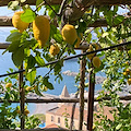 Un registro tutelerà e promuoverà i paesaggi rurali e storici d’Italia. L'esempio dei limoneti di Amalfi