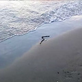 Un serpente sulla spiaggia, tanta paura ad Agropoli, ma era solo una biscia