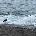 Una cicogna in Costa d'Amalfi, esemplare avvistato sulla spiaggia di Maiori / FOTO 