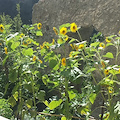 Una domenica particolare a Valle delle Ferriere