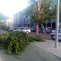 Verde pubblico, via le piante "gelate"