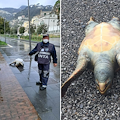 Vietri sul Mare: tartaruga Caretta Caretta trovata morta sulla spiaggia