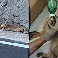 Volpe investita in zona Laurito, a soccorrerla ODV Positano SOS Animali e Fabio Fusco / FOTO 