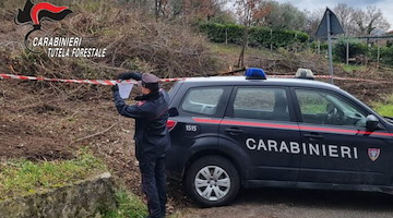 Abbattuto bosco querce nell'Avellinese: donna denunciata per danno ambientale