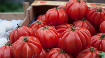 Agricoltura, la Campania cresce nella coltura protetta del pomodoro da mensa. Confagricoltura: “Nuove sfide all'orizzonte”