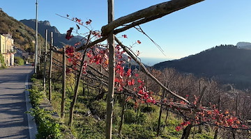 Agricoltura, Marzano (Confagricoltura Campania): «Consolidare la crescita con strumenti finanziari a supporto delle imprese»