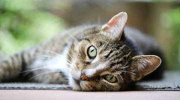 Allarme bocconi avvelenati a Positano: tre gatti trovati morti