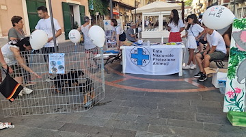 Asta di beneficenza ENPA: a Natale il buon proposito di migliorare l'ambulatorio veterinario di Maiori