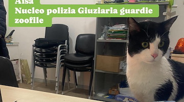 Cava de' Tirreni, gatto in condizioni precarie chiuso all'interno di una valigia: tratto in salvo 