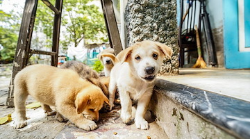 Cuccioli gettati nella Cavaiola: uno solo è salvo /foto 