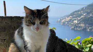 ENPA Costa d'Amalfi riprende le sterilizzazioni di gatti, Amato: «Importante istituire colonie feline»